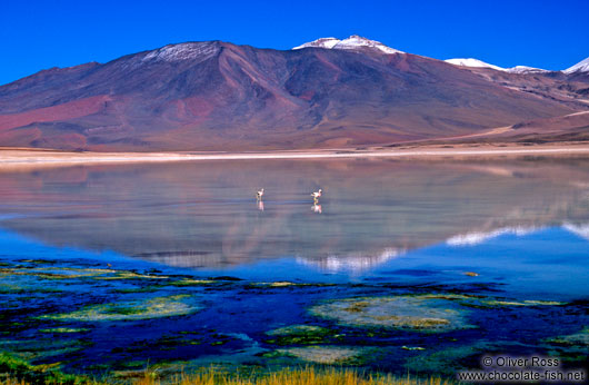 Two flamingos at Laguna Blanca, Bolivian altiplano