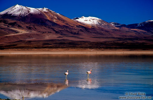 Two flamingos at Laguna Blanca, Bolivian altiplano