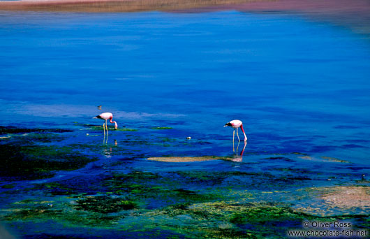 Two flamingoes feeding in Laguna blanca