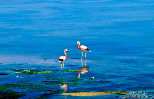 Two flamingos