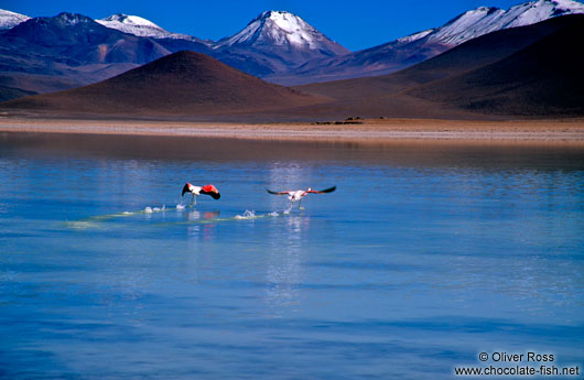 Two flamingos departing from Laguna Blanca