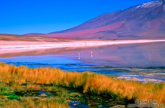 Flamingos at Laguna Blanca