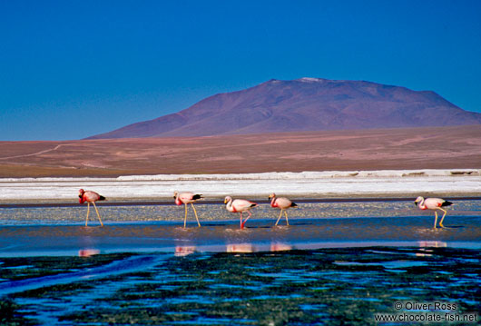 Flamingoes feeding in Laguna Colorada