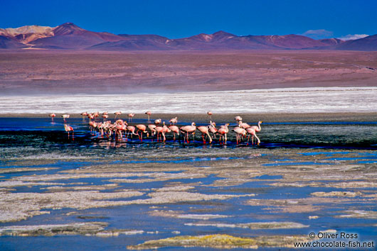 Flamingoes feeding in Laguna Colorada