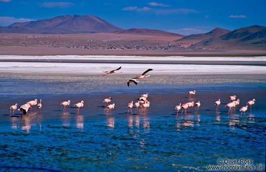 Flamingoes feeding in Laguna Colorada