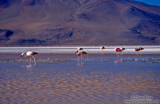 Flamingoes feeding in Laguna Colorada