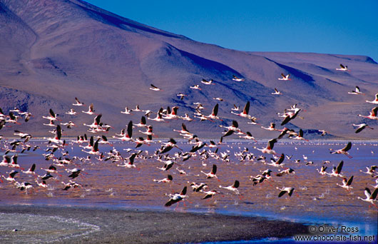 A flamingo flock departing from Laguna Colorada