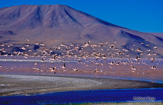 A flock of departing flamingos at Laguna Colorada