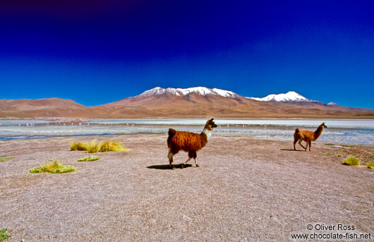 Llamas at Laguna Hedionda