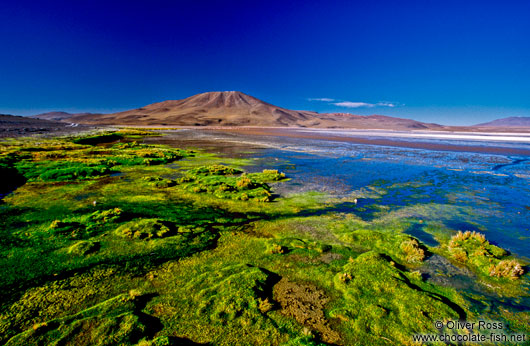 Laguna Colorada at sunset