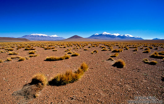 The Altiplano