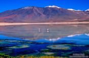 Travel photography:Two flamingos at Laguna Blanca, Bolivian altiplano, Bolivia