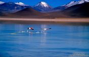 Travel photography:Two flamingos departing from Laguna Blanca, Bolivia