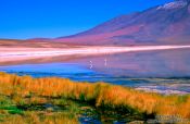 Travel photography:Flamingos at Laguna Blanca, Bolivia