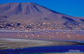 Travel photography:A flock of departing flamingos at Laguna Colorada, Bolivia