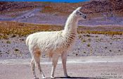 Travel photography:Llama at Laguna Hedionda, Bolivia