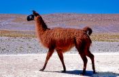 Travel photography:Llama at Laguna Hedionda, Bolivia