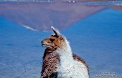 Travel photography:Llama at Laguna Hedionda, Bolivia