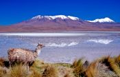 Travel photography:Llama at Laguna Hedionda, Bolivia