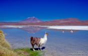 Travel photography:Llama and flamingos at Laguna Hedionda, Bolivia