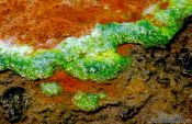 Travel photography:Laguna Salada, detail of the bacteria, Bolivia