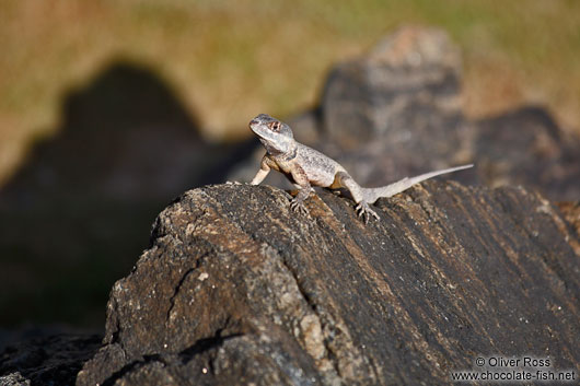 Lizard on a beach in Salvador de Bahia