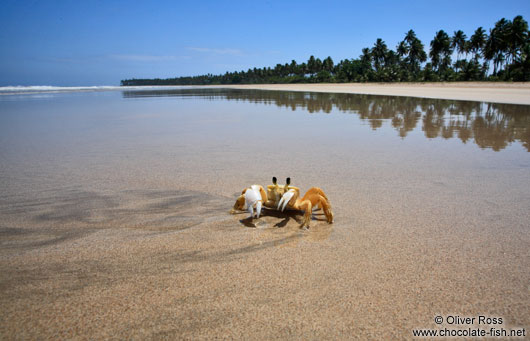 Boipeba Island beach crab 