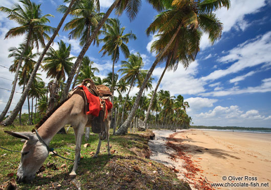 Donkey on a Boipeba Island beach