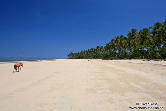 Mule on Boipeba Island beach