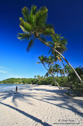 Boipeba Island beach palm trees