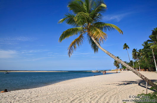 Palm tree on Boipeba Island beach