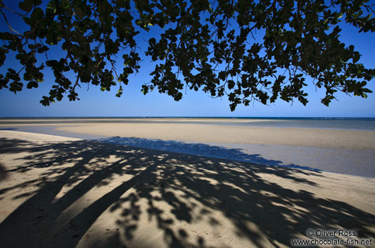 Tree providing shade on a Boipeba Island beach