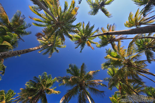 Palm trees on Boipeba Island