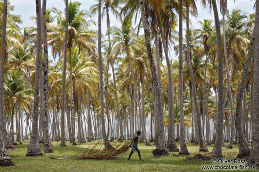 Farm of palm trees on Boipeba Island