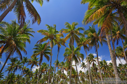 Boipeba Island palm trees