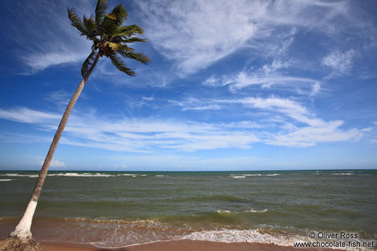 Coconut palm on Itacimirim beach 