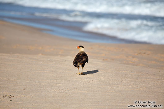 Carcará bird on Itacimirim beach