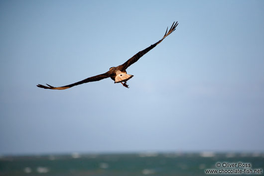 Carcará bird flying over Itacimirim beach