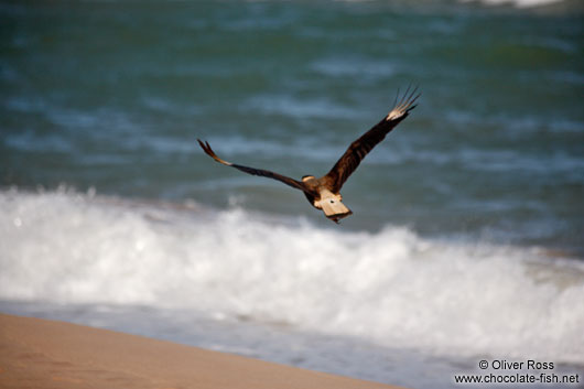 Carcará bird flying over the waves at Itacimirim beach