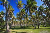 Travel photography:A farm of palm trees on Boipeba Island, Brazil