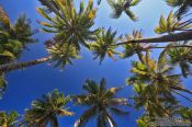 Travel photography:Palm trees on Boipeba Island, Brazil