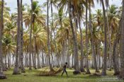 Travel photography:Farm of palm trees on Boipeba Island, Brazil