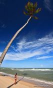 Travel photography:Coconut palm on Itacimirim beach , Brazil