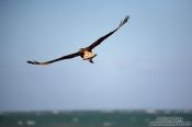 Travel photography:Carcará bird flying over Itacimirim beach, Brazil