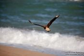 Travel photography:Carcará bird flying over the waves at Itacimirim beach, Brazil