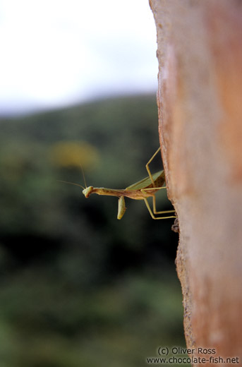 Praying mantis in Belo Horizonte