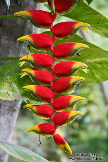 Heliconia pendula near Lençóis