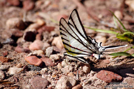 Butterfly near Lençóis