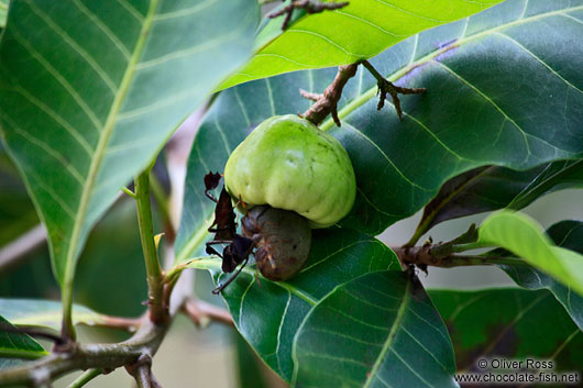 Caju fruit on tree in Lençóis