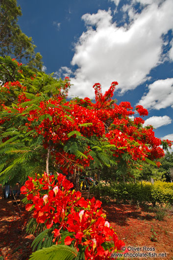 Flamboyant tree near Lençóis